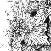 Alliaria petiolaris (Pflanzenillustration, Tusche auf Transparent)