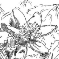 Anemone silvestris (Pflanzenillustration, Tusche auf Transparent)