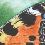 Schmetterling (22 x 16 cm)