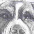 Portraitskizze Hund (ca. 20 x 30 cm)